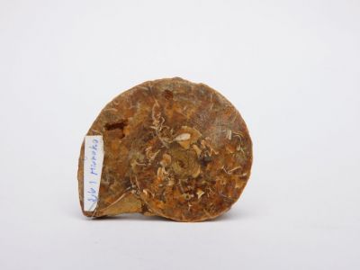 Amonit - Nzala, Maroko